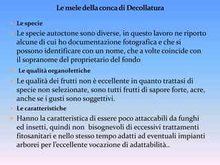 Le mele della conca di DecollaturaLe specieLe specie autoctone sono diverse, in questo lavoro ne riporto alcune di cui ho documentazione fotografica e che si possono identificare con un nome, che a volte coincide con il sopranome del proprietario del fondoLe qualità organoletticheLe qualità dei frutti non è eccellente in quanto trattasi di specie non selezionate, sono tutti frutti di sapore forte, acre, anche se i gusti sono soggettivi.Le caratteristicheHanno la caratteristica di essere poco attaccabili da funghi ed insetti, quindi non  bisognevoli di eccessivi trattamenti fitosanitari e nello stesso tempo adatti ad eventuali impianti arborei per l’eccellente vocazione di adattabilità..