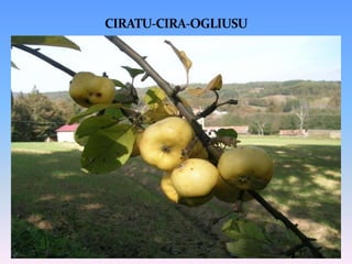 CIRATU-CIRA-OGLIUSU