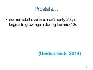 Prostate…
• normal adult sizein aman’searly 20s; it
beginsto grow again during themid-40s
6
(Heidenreich, 2014)
 