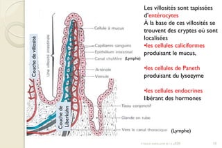 Franck Rencurel BTS 2020 10
(Lymphe)
(Lymphe)
Les villosités sont tapissées
d’entérocytes
À la base de ces villosités se
trouvent des cryptes où sont
localisées
•les cellules caliciformes
produisant le mucus,
•les cellules de Paneth
produisant du lysozyme
•les cellules endocrines
libérant des hormones
Couchedevillosité
Couchede
Liberkühn
 