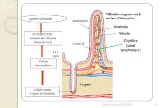 Franck Rencurel BTS 2020 11
Artériole
Vénule
Chylifère
(canal
lymphatique)
 