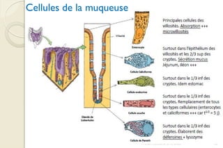 Franck Rencurel BTS 2020 12
Cellules de la muqueuse
 