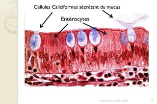 Franck Rencurel BTS 2020 13
Cellules Caliciformes sécrétant du mucus
Entérocytes
 
