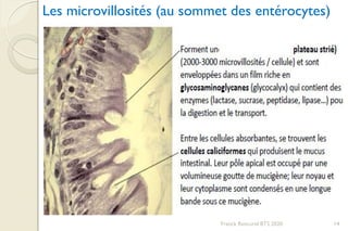 Franck Rencurel BTS 2020 14
Les microvillosités (au sommet des entérocytes)
 