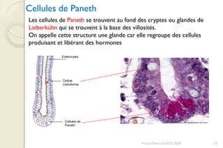 Franck Rencurel BTS 2020 15
Les cellules de Paneth se trouvent au fond des cryptes ou glandes de
Lieberkühn qui se trouvent à la base des villosités.
On appelle cette structure une glande car elle regroupe des cellules
produisant et libérant des hormones
Cellules de Paneth
 