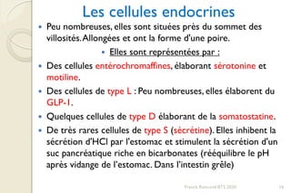 Franck Rencurel BTS 2020 16
Les cellules endocrines
 Peu nombreuses, elles sont situées près du sommet des
villosités.Allongées et ont la forme d'une poire.
 Elles sont représentées par :
 Des cellules entérochromaffines, élaborant sérotonine et
motiline.
 Des cellules de type L : Peu nombreuses, elles élaborent du
GLP-1.
 Quelques cellules de type D élaborant de la somatostatine.
 De très rares cellules de type S (sécrétine). Elles inhibent la
sécrétion d'HCl par l'estomac et stimulent la sécrétion d'un
suc pancréatique riche en bicarbonates (rééquilibre le pH
après vidange de l’estomac. Dans l’intestin grêle)
 