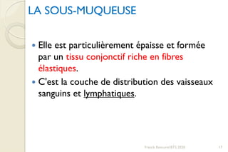 LA SOUS-MUQUEUSE
 Elle est particulièrement épaisse et formée
par un tissu conjonctif riche en fibres
élastiques.
 C'est la couche de distribution des vaisseaux
sanguins et lymphatiques.
17Franck Rencurel BTS 2020
 