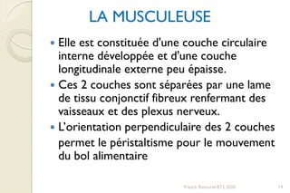 LA MUSCULEUSE
 Elle est constituée d'une couche circulaire
interne développée et d'une couche
longitudinale externe peu épaisse.
 Ces 2 couches sont séparées par une lame
de tissu conjonctif fibreux renfermant des
vaisseaux et des plexus nerveux.
 L’orientation perpendiculaire des 2 couches
permet le péristaltisme pour le mouvement
du bol alimentaire
19Franck Rencurel BTS 2020
 