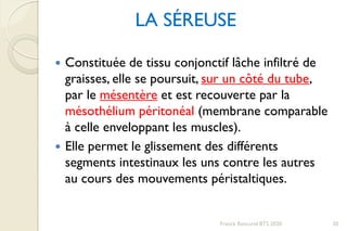 LA SÉREUSE
 Constituée de tissu conjonctif lâche infiltré de
graisses, elle se poursuit, sur un côté du tube,
par le mésentère et est recouverte par la
mésothélium péritonéal (membrane comparable
à celle enveloppant les muscles).
 Elle permet le glissement des différents
segments intestinaux les uns contre les autres
au cours des mouvements péristaltiques.
20Franck Rencurel BTS 2020
 