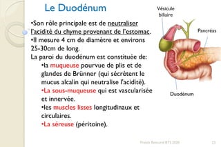 Franck Rencurel BTS 2020 23
Le Duodénum
•Son rôle principale est de neutraliser
l’acidité du chyme provenant de l’estomac.
•Il mesure 4 cm de diamètre et environs
25-30cm de long.
La paroi du duodénum est constituée de:
•la muqueuse pourvue de plis et de
glandes de Brünner (qui sécrètent le
mucus alcalin qui neutralise l'acidité).
•La sous-muqueuse qui est vascularisée
et innervée.
•les muscles lisses longitudinaux et
circulaires.
•La séreuse (péritoine).
Vésicule
biliaire
Pancréas
Duodénum
 