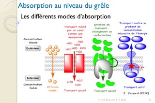 26Franck Rencurel BTS 2020
Les différents modes d’absorption
Absorption au niveau du grêle
 