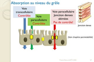 Franck Rencurel BTS 2020 27
Absorption au niveau du grêle
Voie
paracellulaire
Contrôlée
Voie paracellulaire
Jonction denses
abimées
Pas de contrôle!
Jonction dense
(Voir chapitre perméabilité)
Voie
transcellulaire
Contrôlée
 