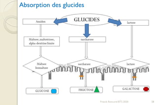 Franck Rencurel BTS 2020 28
Absorption des glucides
 