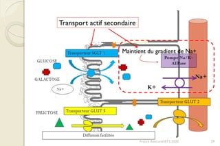 Franck Rencurel BTS 2020 29
Maintient du gradient de Na+
Transport actif secondaire
 