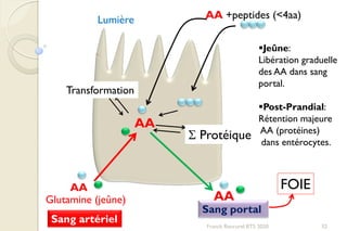 32Franck Rencurel BTS 2020
AA +peptides (<4aa)
AA
S Protéique
Transformation
AA
Sang portal
AA
Sang artériel
Jeûne:
Libération graduelle
des AA dans sang
portal.
Post-Prandial:
Rétention majeure
AA (protéines)
dans entérocytes.
Glutamine (jeûne)
Lumière
FOIE
 