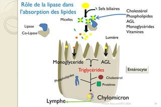 Sels biliaires
Micelles
Lipase
Co-Lipase
Monoglycéride AGL
Triglycérides
Cholestérol
Protéines
Chylomicron
Rôle de la lipase dans
l’absorption des lipides
Lymphe
Cholestérol
Phospholipides
AGL
Monoglycérides
Vitamines
34Franck Rencurel BTS 2020
Lumière
Entérocyte
 