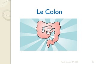 Franck Rencurel BTS 2020 36
Le Colon
 