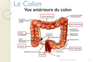Le Colon
Franck Rencurel BTS 2020 37
Vue antérieure du colon
 
