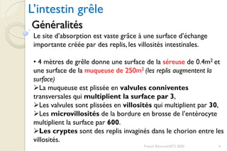 Franck Rencurel BTS 2020 4
L’intestin grêle
Généralités
Le site d’absorption est vaste grâce à une surface d’échange
importante créée par des replis, les villosités intestinales.
• 4 mètres de grêle donne une surface de la séreuse de 0.4m2 et
une surface de la muqueuse de 250m2 (les replis augmentent la
surface)
La muqueuse est plissée en valvules conniventes
transversales qui multiplient la surface par 3,
Les valvules sont plissées en villosités qui multiplient par 30,
Les microvillosités de la bordure en brosse de l’entérocyte
multiplient la surface par 600.
Les cryptes sont des replis invaginés dans le chorion entre les
villosités.
 