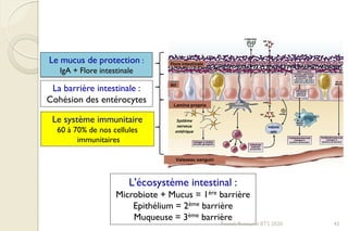 Le mucus de protection :
IgA + Flore intestinale
La barrière intestinale :
Cohésion des entérocytes
Le système immunitaire
60 à 70% de nos cellules
immunitaires
L'écosystème intestinal :
Microbiote + Mucus = 1ère barrière
Epithélium = 2ème barrière
Muqueuse = 3ème barrière
Vaisseau sanguin
BEI
Flore intestinale
Système
nerveux
entérique
Cellule
dendritique
Plasmo
cyte
Lamina propria
42Franck Rencurel BTS 2020
 