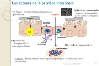 Franck Rencurel BTS 2020 43
Les acteurs de la barrière intestinale
 