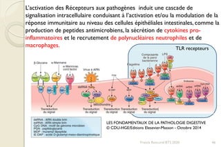 Franck Rencurel BTS 2020 46
L’activation des Récepteurs aux pathogènes induit une cascade de
signalisation intracellulaire conduisant à l’activation et/ou la modulation de la
réponse immunitaire au niveau des cellules épithéliales intestinales, comme la
production de peptides antimicrobiens, la sécrétion de cytokines pro-
inflammatoires et le recrutement de polynucléaires neutrophiles et de
macrophages. TLR recepteurs
LES FONDAMENTAUX DE LA PATHOLOGIE DIGESTIVE
© CDU-HGE/Editions Elesevier-Masson - Octobre 2014
 