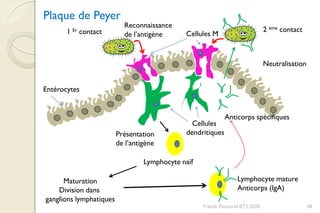 Franck Rencurel BTS 2020 48
Cellules M
Reconnaissance
de l’antigène
Cellules
dendritiques
Lymphocyte naïf
Présentation
de l’antigène
Maturation
Division dans
ganglions lymphatiques
Lymphocyte mature
Anticorps (IgA)
1 Er contact 2 ème contact
Neutralisation
Anticorps spécifiques
Entérocytes
Plaque de Peyer
 