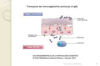 Franck Rencurel BTS 2020 49
Transcytose des immunoglobulines (anticorps, ici IgA)
LES FONDAMENTAUX DE LA PATHOLOGIE DIGESTIVE
© CDU-HGE/Editions Elesevier-Masson - Octobre 2014
 
