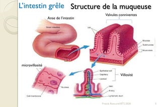 Franck Rencurel BTS 2020 5
L’intestin grêle Structure de la muqueuse
Anse de l’intestin
Valvules conniventes
Villosité
microvillosité
 