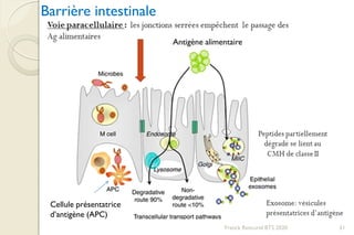 Franck Rencurel BTS 2020 51
Barrière intestinale
Cellule présentatrice
d’antigène (APC)
Antigène alimentaire
 