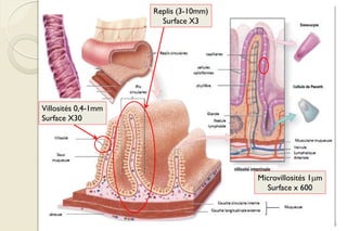 Franck Rencurel BTS 2020 6
Replis (3-10mm)
Surface X3
Villosités 0,4-1mm
Surface X30
Microvillosités 1mm
Surface x 600
 
