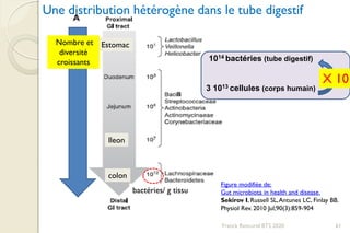 bactéries/ g tissu
Estomac
Ileon
colon
Une distribution hétérogène dans le tube digestif
Figure modifiée de:
Gut microbiota in health and disease.
Sekirov I, Russell SL,Antunes LC, Finlay BB.
Physiol Rev. 2010 Jul;90(3):859-904
Nombre et
diversité
croissants 1014 bactéries (tube digestif)
3 1013 cellules (corps humain)
X 10
61Franck Rencurel BTS 2020
 