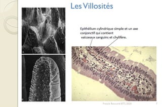 Franck Rencurel BTS 2020 7
LesVillosités
 