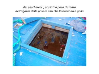dei pescherecci, passati a poca distanza
nell'agonia delle povere assi che li tenevano a galla
 