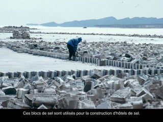 Ces blocs de sel sont utilisés pour la construction d'hôtels de sel. 