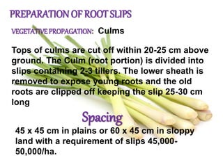 PREPARATION OF ROOT SLIPS
VEGETATIVEPROPAGATION: Culms
Tops of culms are cut off within 20-25 cm above
ground. The Culm (root portion) is divided into
slips containing 2-3 tillers. The lower sheath is
removed to expose young roots and the old
roots are clipped off keeping the slip 25-30 cm
long
Spacing
45 x 45 cm in plains or 60 x 45 cm in sloppy
land with a requirement of slips 45,000-
50,000/ha.
 