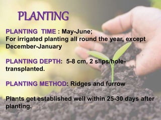 PLANTING
PLANTING TIME : May-June;
For irrigated planting all round the year, except
December-January
PLANTING DEPTH: 5-8 cm, 2 slips/hole-
transplanted.
PLANTING METHOD: Ridges and furrow
Plants get established well within 25-30 days after
planting.
 