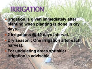 IRRIGATION
 Irrigation is given immediately after
planting when planting is done in dry
days.
 2 irrigations @ 10 days interval.
 Dry season : One irrigation after each
harvest.
 For undulating areas sprinkler
irrigation is advisable.
 