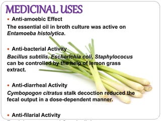 MEDICINAL USES
 Anti-amoebic Effect
The essential oil in broth culture was active on
Entamoeba histolytica.
 Anti-bacterial Activity
Bacillus subtilis, Escherichia coli, Staphylococus
can be controlled by the help of lemon grass
extract.
 Anti-diarrheal Activity
Cymbopogon citratus stalk decoction reduced the
fecal output in a dose-dependent manner.
 Anti-filarial Activity
 