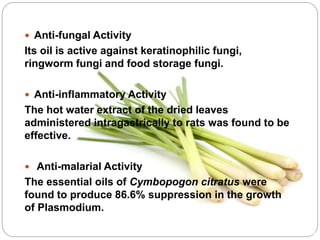  Anti-fungal Activity
Its oil is active against keratinophilic fungi,
ringworm fungi and food storage fungi.
 Anti-inflammatory Activity
The hot water extract of the dried leaves
administered intragastrically to rats was found to be
effective.
 Anti-malarial Activity
The essential oils of Cymbopogon citratus were
found to produce 86.6% suppression in the growth
of Plasmodium.
 