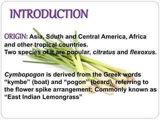 INTRODUCTION
ORIGIN: Asia, South and Central America, Africa
and other tropical countries.
Two species of it are popular, citratus and flexoxus.
Cymbopogon is derived from the Greek words
“kymbe” (boat) and “pogon” (beard), referring to
the flower spike arrangement; Commonly known as
“East Indian Lemongrass”
 