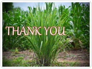 Lemon grass, Cymbopogan flexousus.