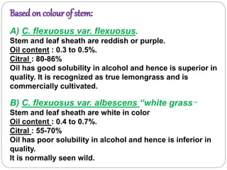 Basedon colour of stem:
A) C. flexuosus var. flexuosus.
Stem and leaf sheath are reddish or purple.
Oil content : 0.3 to 0.5%.
Citral : 80-86%
Oil has good solubility in alcohol and hence is superior in
quality. It is recognized as true lemongrass and is
commercially cultivated.
B) C. flexuosus var. albescens “white grass ”
Stem and leaf sheath are white in color
Oil content : 0.4 to 0.7%.
Citral : 55-70%
Oil has poor solubility in alcohol and hence is inferior in
quality.
It is normally seen wild.
 
