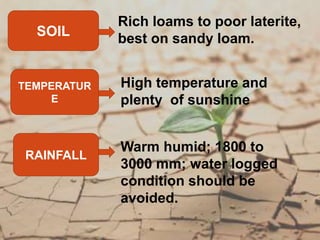 SOIL
TEMPERATUR
E
RAINFALL
Rich loams to poor laterite,
best on sandy loam.
High temperature and
plenty of sunshine
Warm humid; 1800 to
3000 mm; water logged
condition should be
avoided.
 