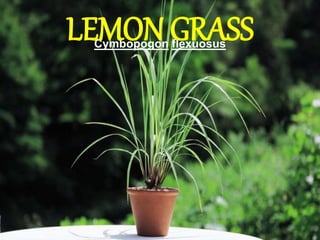 Cymbopogon flexuosus
LEMON GRASS
 