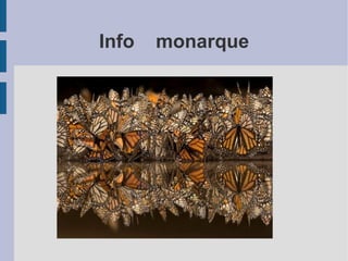 Info  monarque 