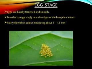 EGG STAGE
Eggs are basallyflattened and smooth.
Females lay eggs singly near the edges of the host plant leaves.
Pale yellowish in colour measuring about 1 – 1.5 mm
 