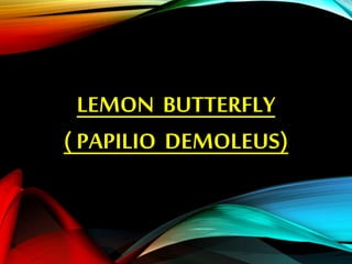 LEMON BUTTERFLY
( PAPILIO DEMOLEUS)
 