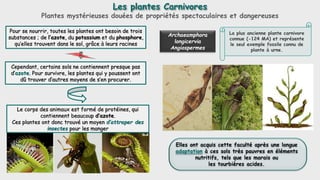 Les plantes Carnivores
Plantes mystérieuses douées de propriétés spectaculaires et dangereuses
Archaeamphora
longicervia
A...