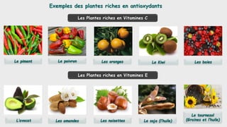 Exemples des plantes riches en antioxydants
Les Plantes riches en Vitamines C
Les oranges
Le piment Le poivron Le Kiwi Les...